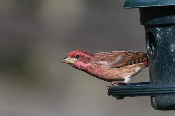 A House Finch takes a break from eating at a bird feeder.