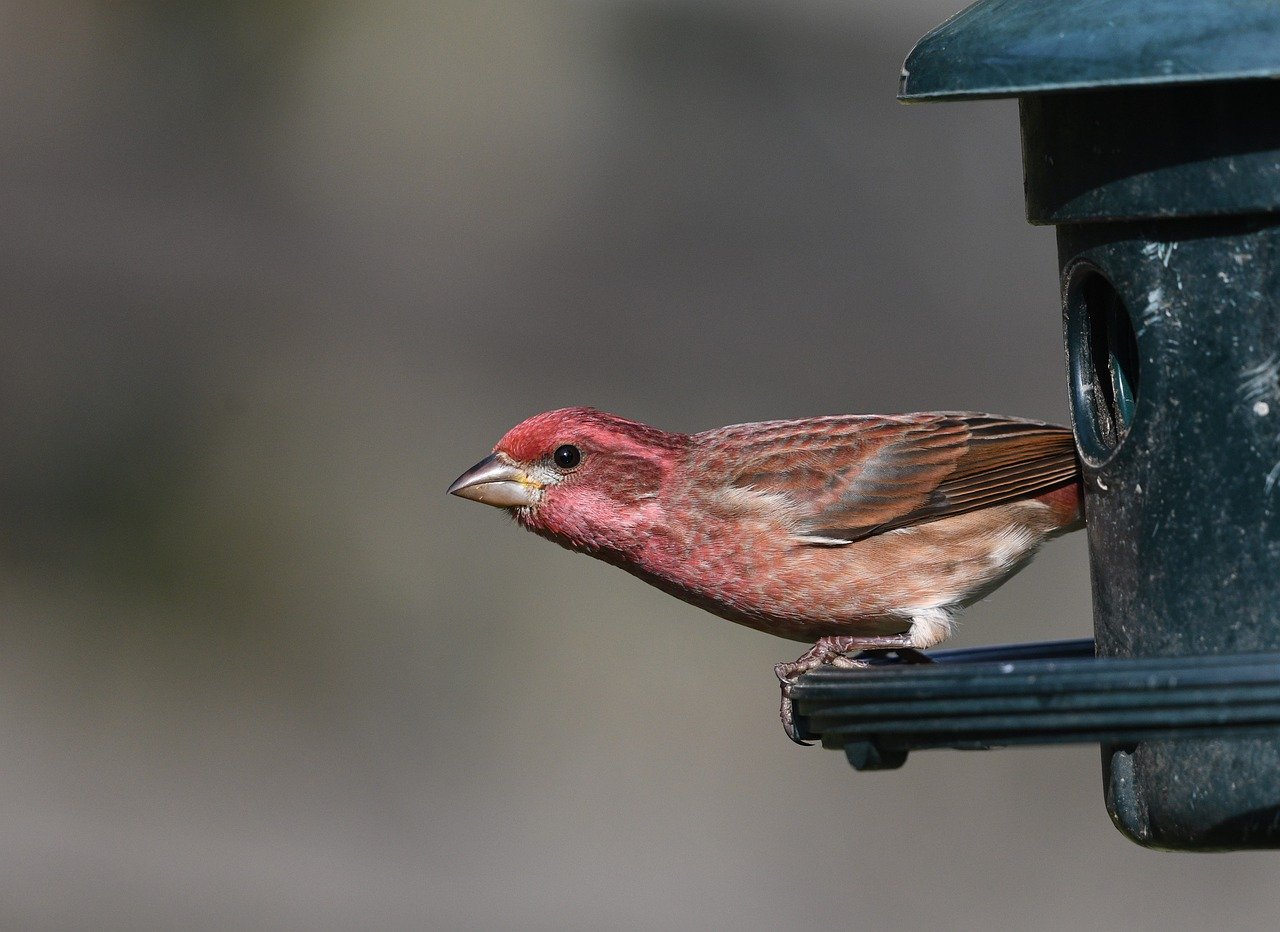 A House Finch takes a break from eating at a bird feeder.