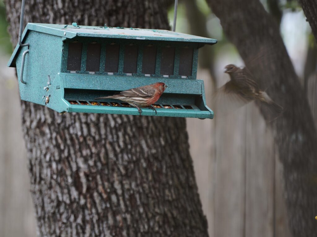 A House Finch perches on a bird feeder, which is mounted in a shady spot under tree branches.