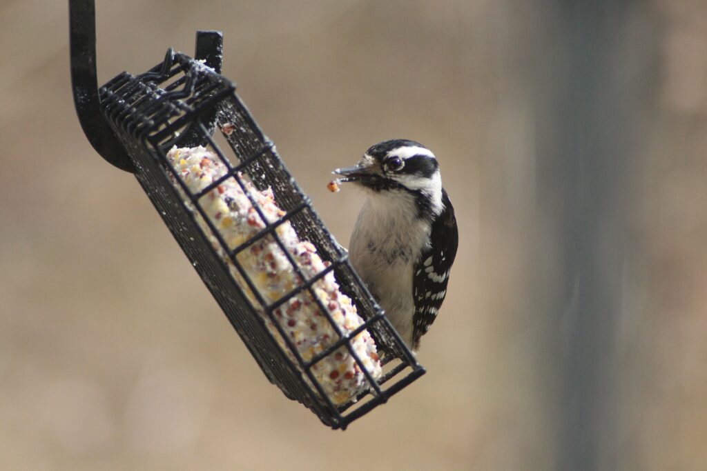 A Downey Woodpecker feasts on a no-melt suet cake, the perfect choice for hot weather bird feeding.