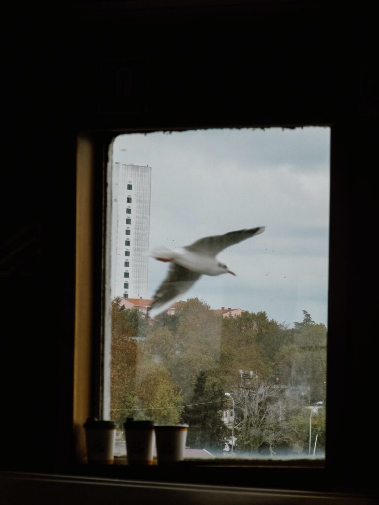 A seagull flies by outside a window.