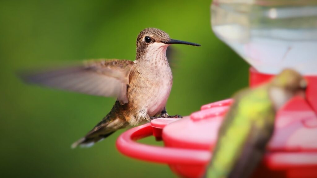 A hummingbird alights on a hummingbird feeder.