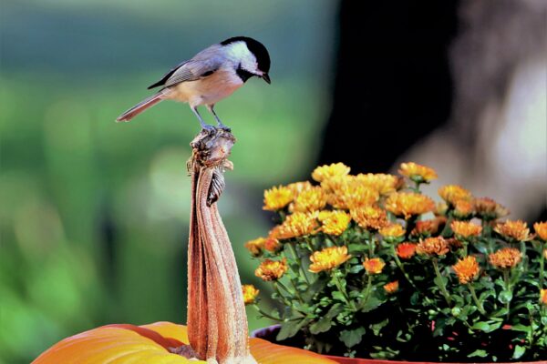 A Black-capped Chickadee perches on a pumpkin next to a planter full of orange mums.