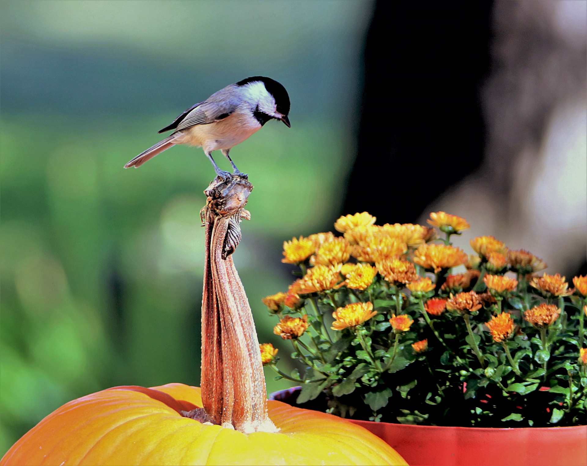 A Black-capped Chickadee perches on a pumpkin next to a planter full of orange mums.