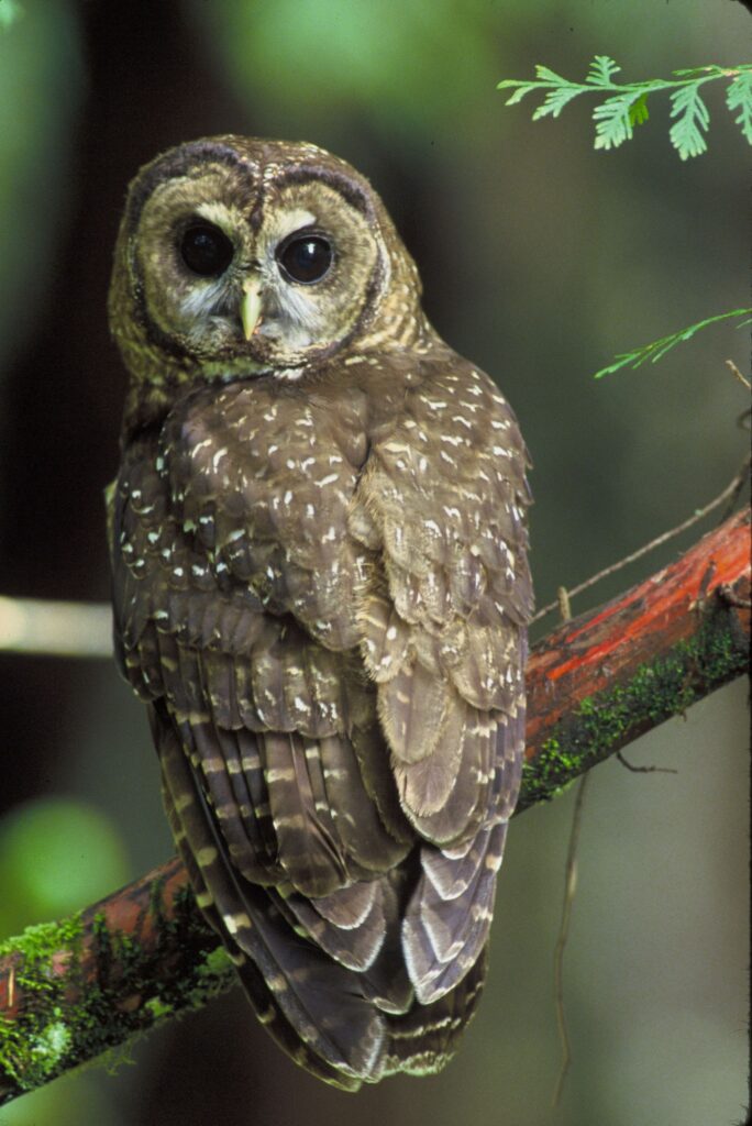 A California Spotted Owl, a Big Bear bird on the endangered list.