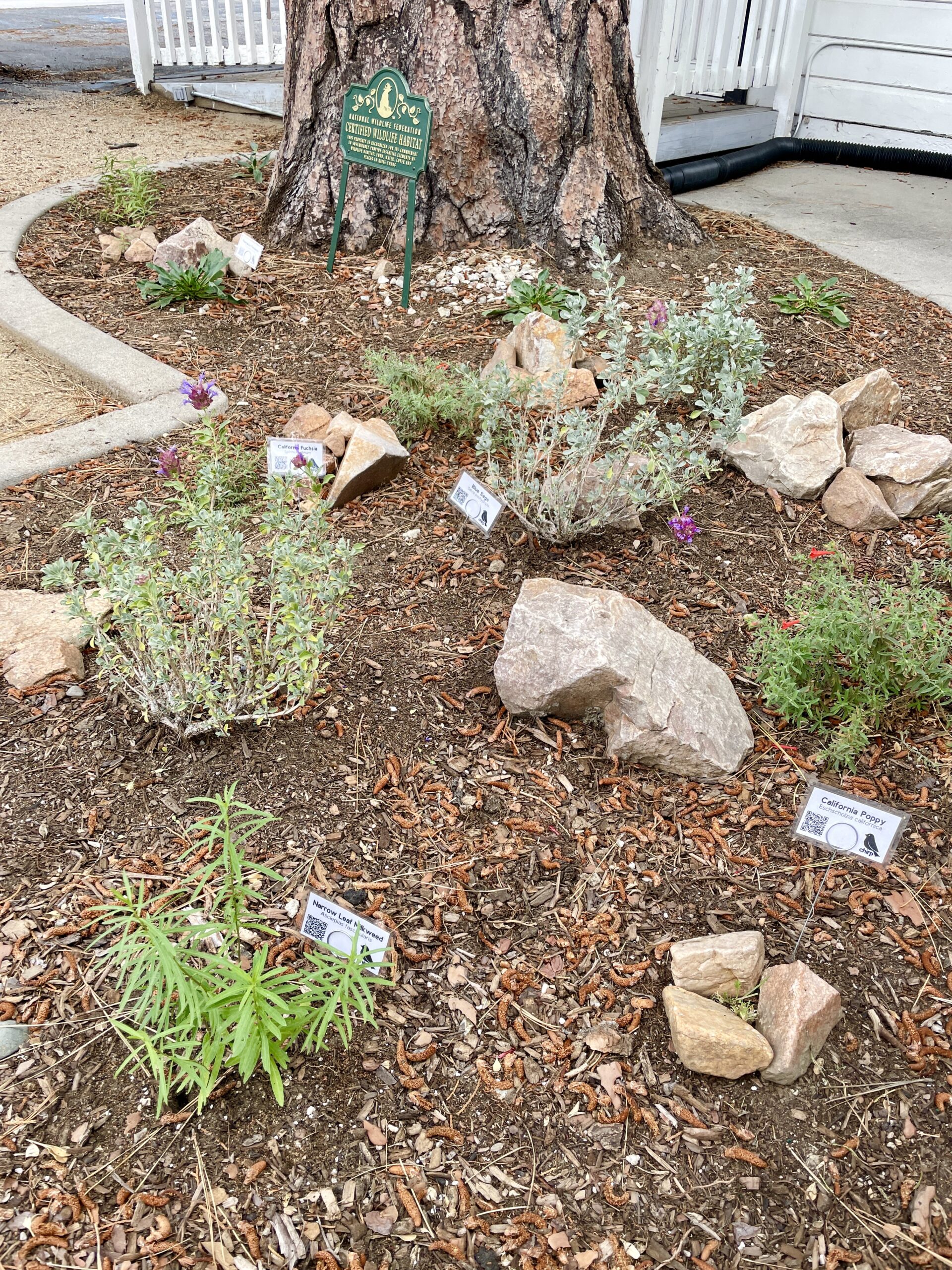 Welcome To Chirp's Native Plant Garden – Chirp Nature Center