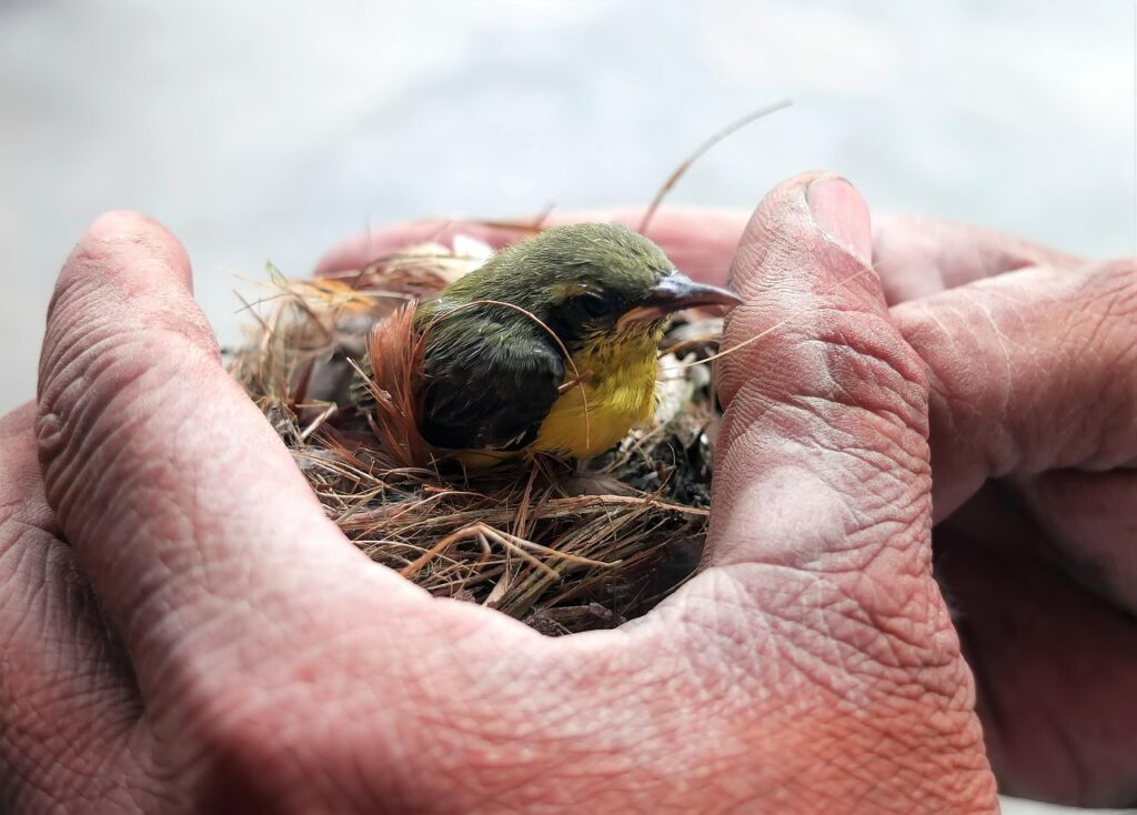 A hand holds a flycatcher's nest.