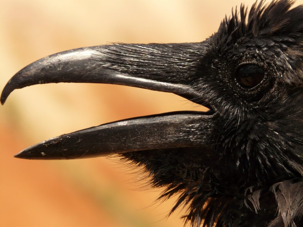 Learn more about "spooky" birds, like this raven, on the Chirp blog and YouTube channel.