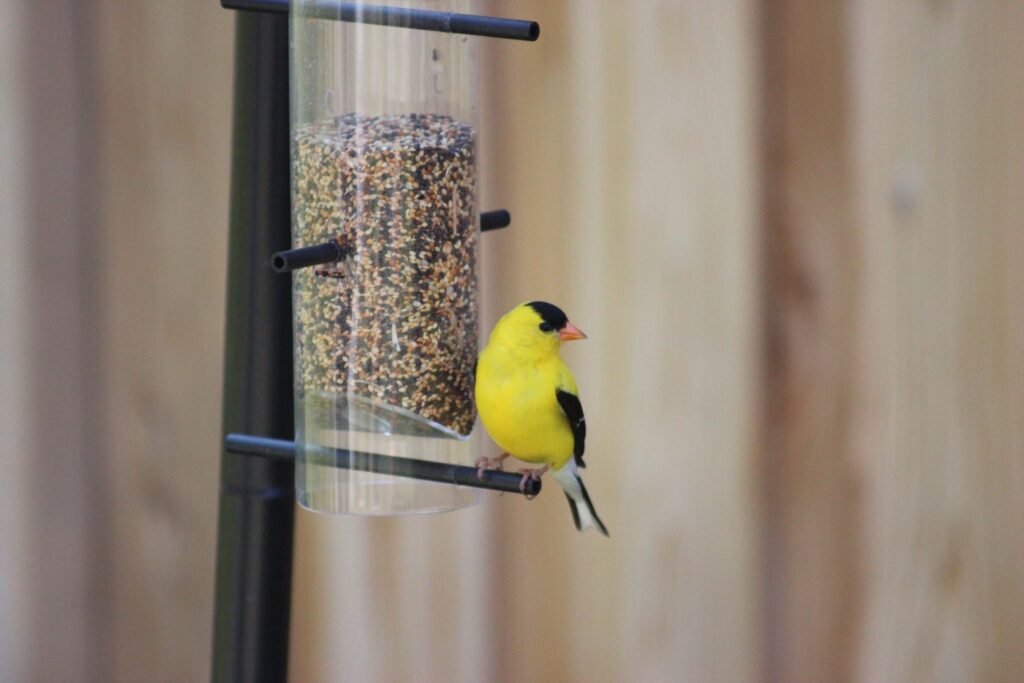 An American Goldfinch eats seed from a bird feeder.