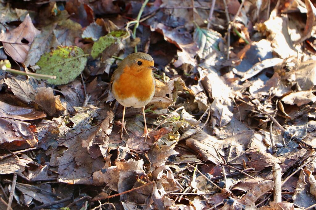 An American Robin sits atop a pile of dead leaves. 