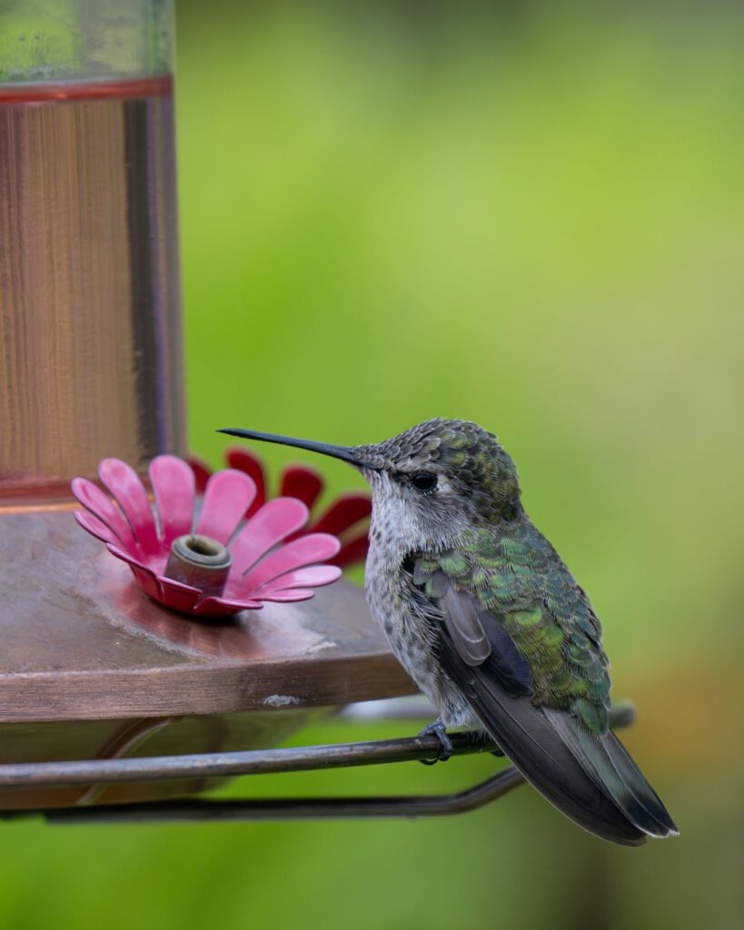 An Anna's Hummingbird perches on a hummingbird feeder.