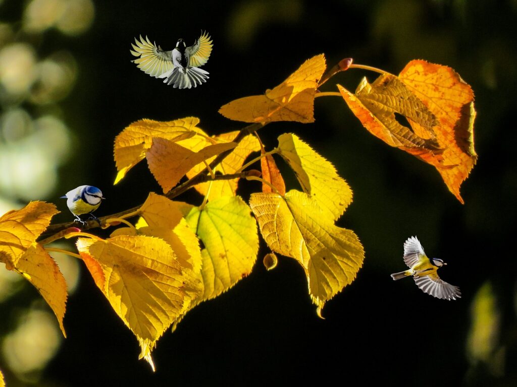 Three Blue Tit birds scout out a yard from a leafy tree branch.