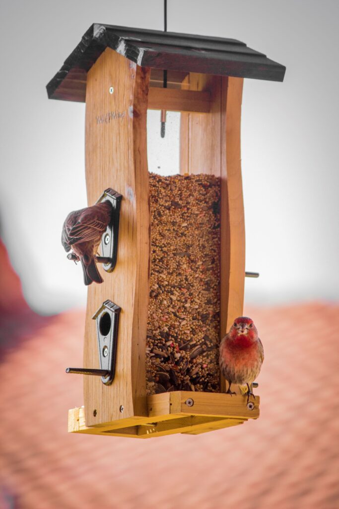 Two House Finches feed at a bird feeder.