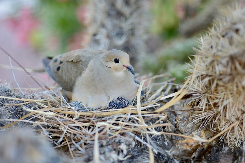 A Mourning Dove sits in its nest.