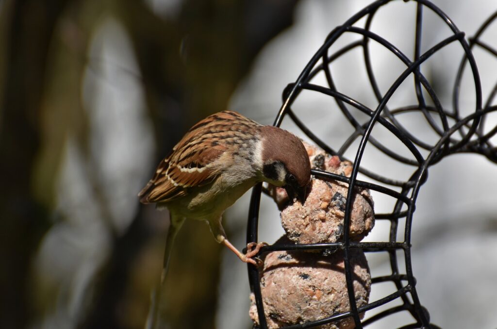 A sparrow eats suet from a suet feeder.