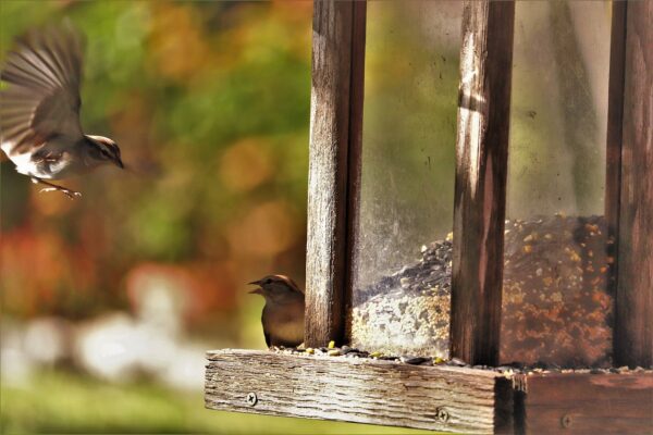 A sparrow feeds at a bird feeder in fall.