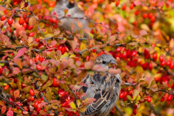 Two House Sparrows peek out of an autumn-colored tree bough.