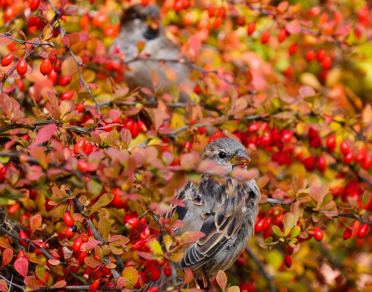 Two House Sparrows peek out of an autumn-colored tree bough.