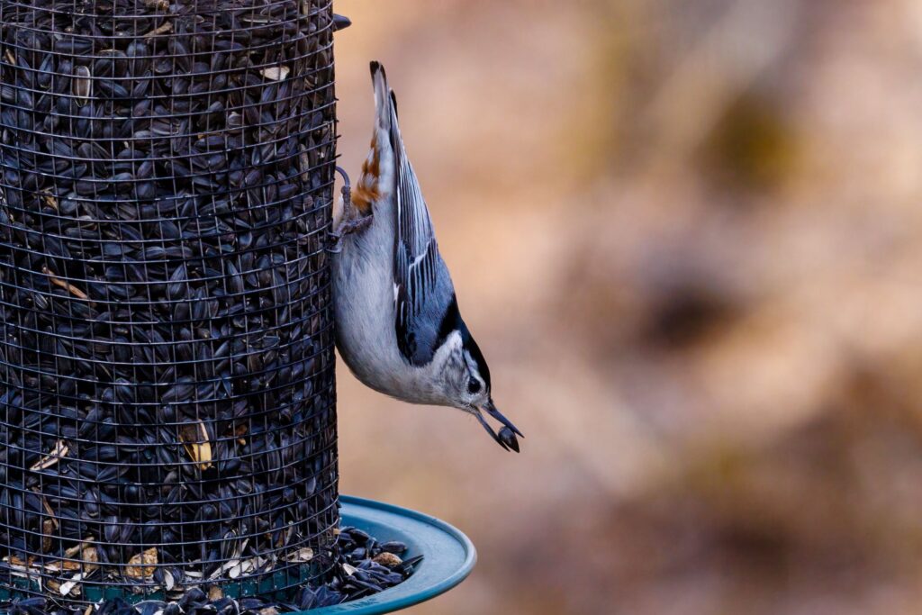 A White-breasted Nuthatch feeds upside down on a bird feeder.