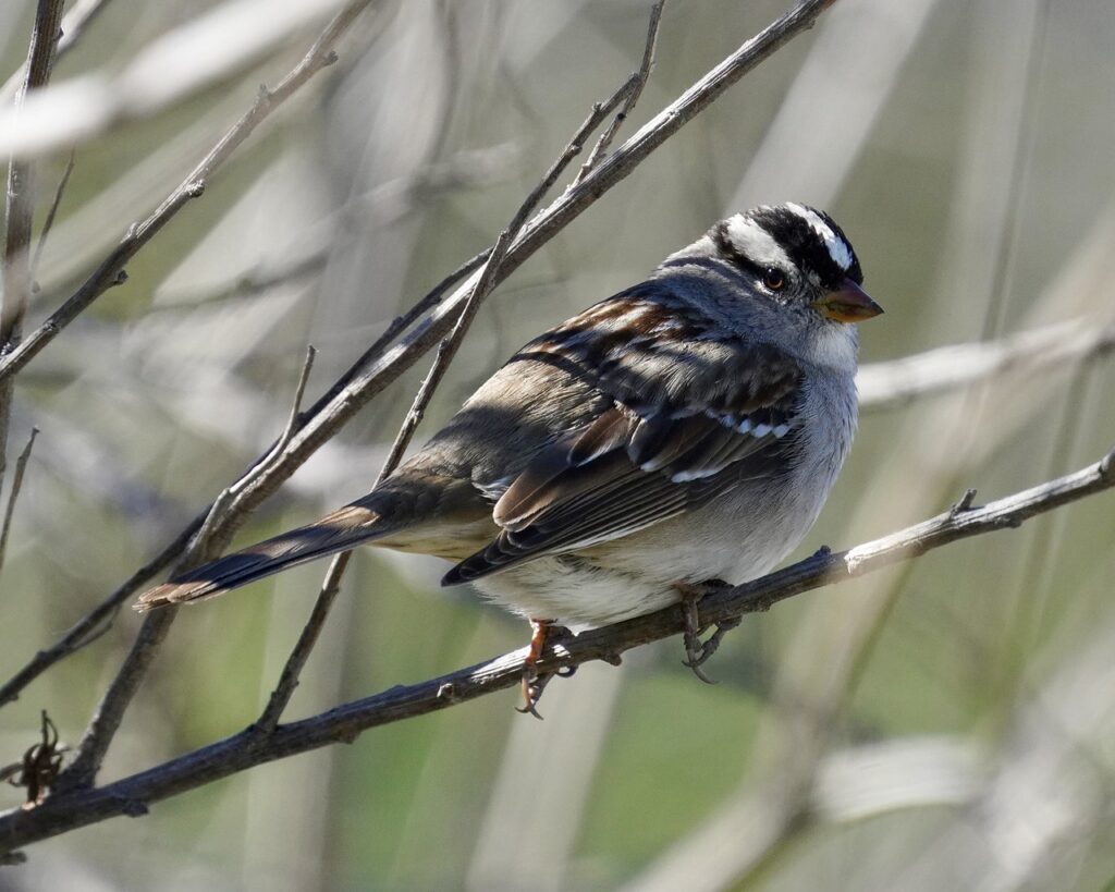 A White-crowned Sparrow perches on a bare tree branch.