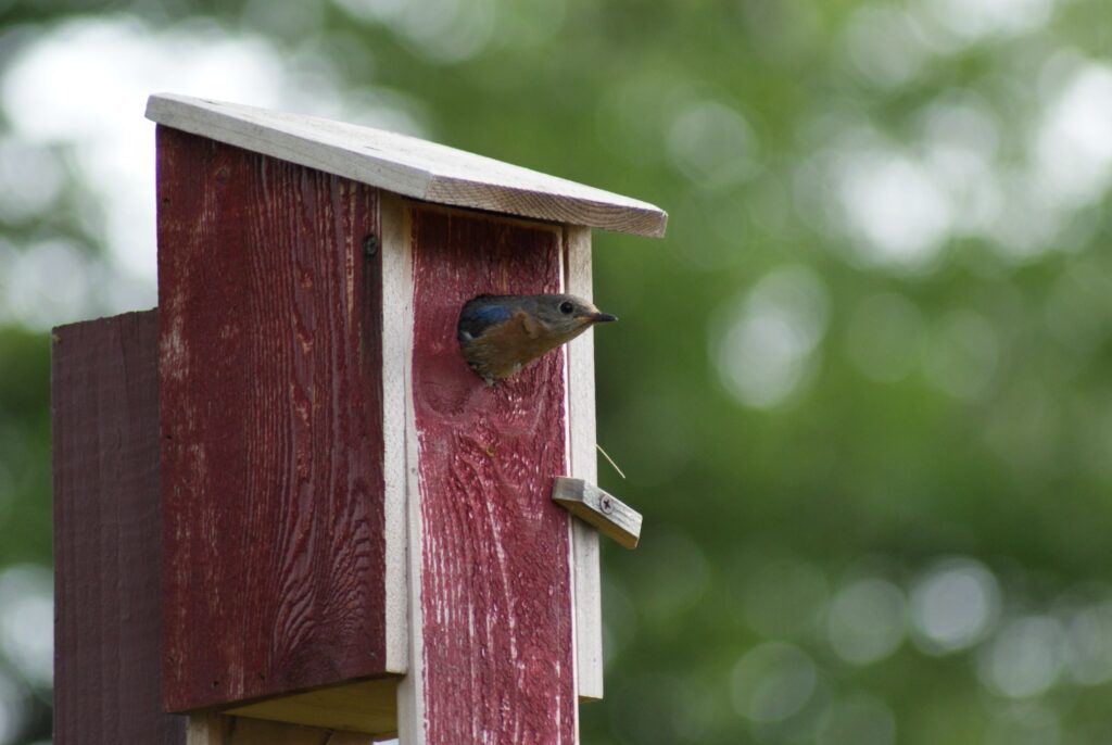 A bluebird peers out from the entrance hole of a birdhouse. 