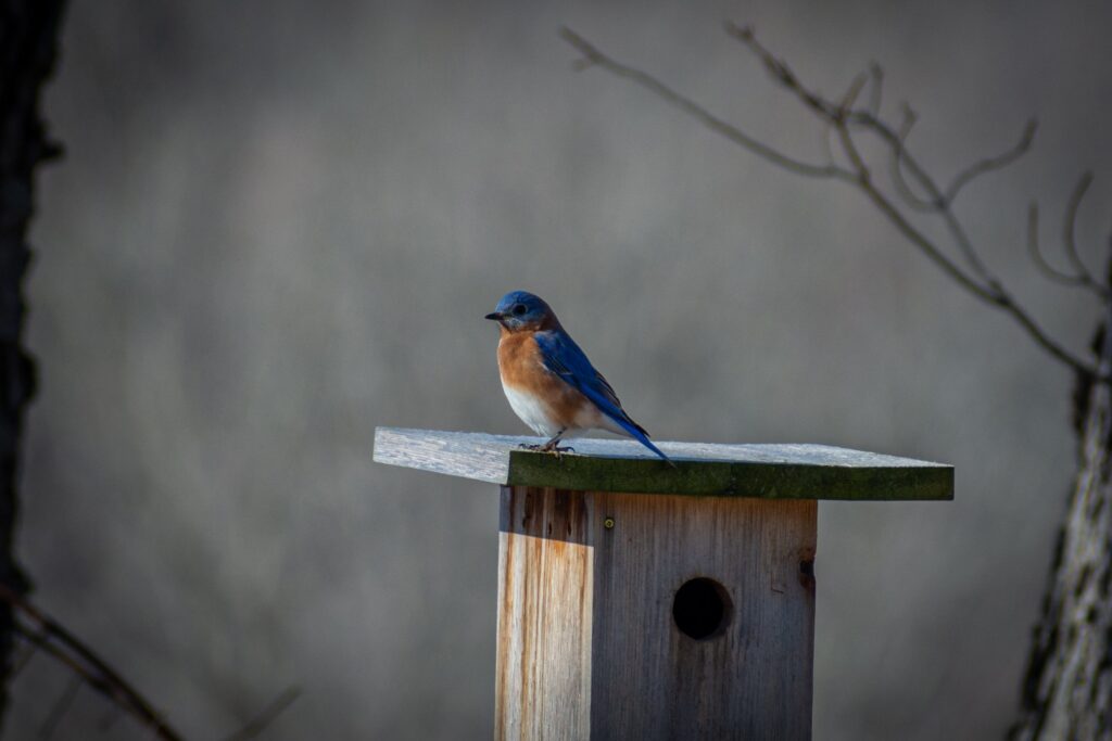 Bluebirds, like the one pictured here, are one type of cavity-nesting bird that uses birdhouses in winter.