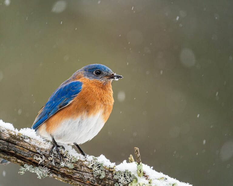 Do Birds Use Birdhouses In Winter Chirp Nature Center do-birds-use-birdhouses-in-winter-chirp-nature-center