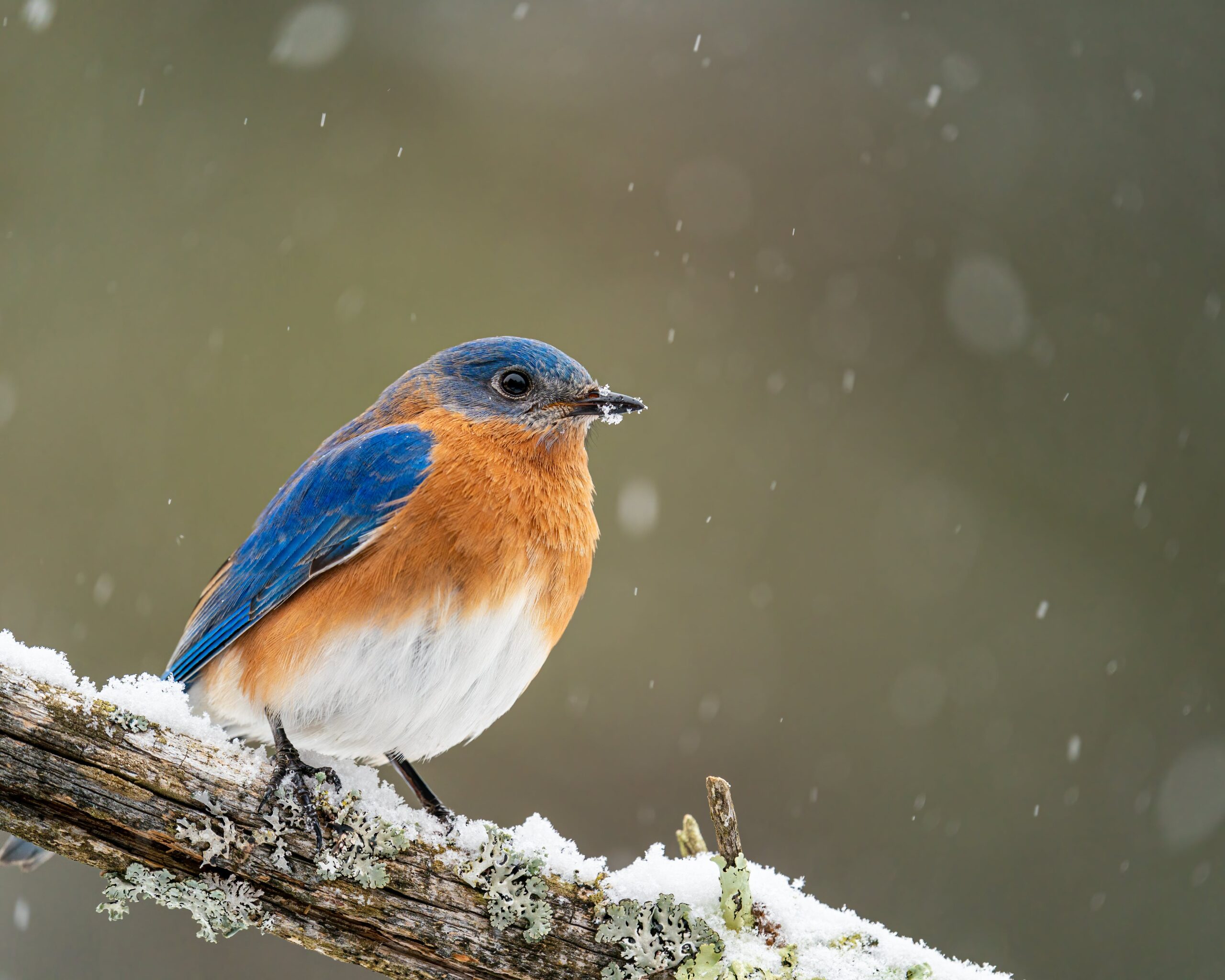 A bluebird ponders the winter landscape from a snowy tree branch.