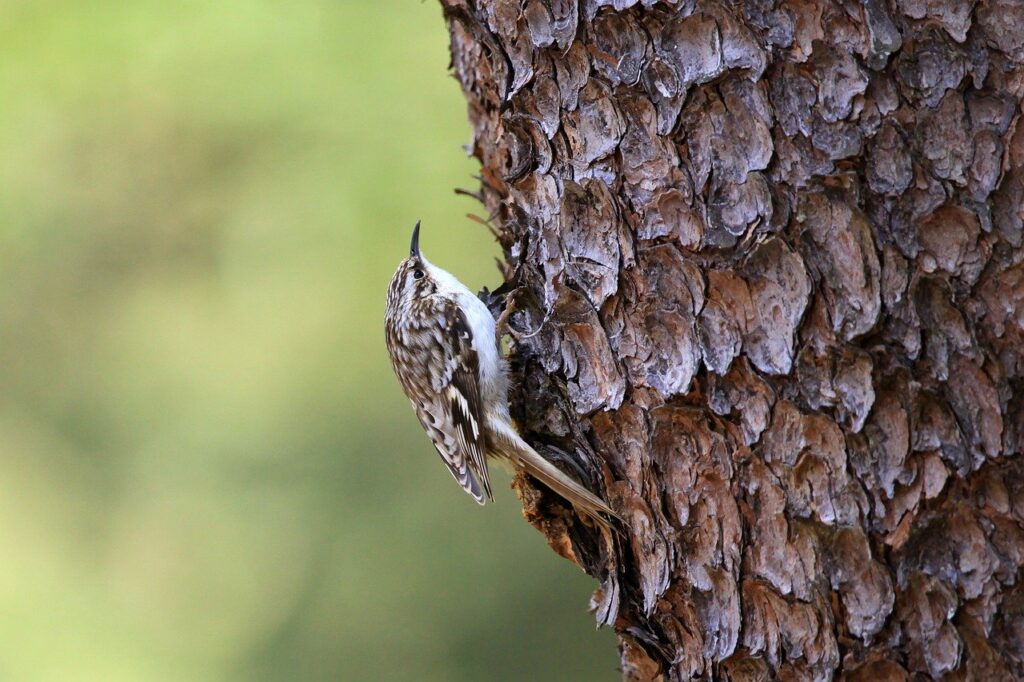 A Brown Creeper shimmies up a tree trunk.