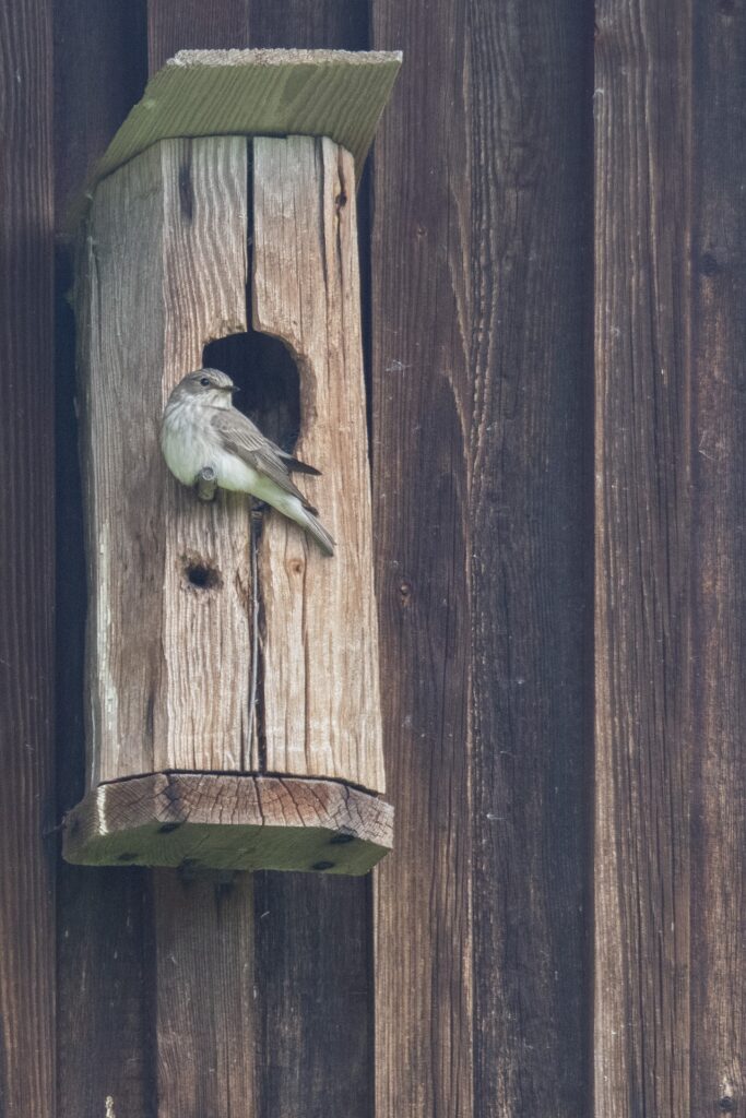 A flycatcher scopes out a bird box for the coming winter.