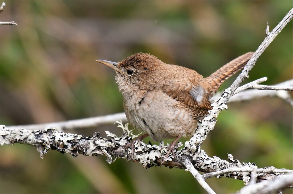A House Wren perches on a bare tree branch.