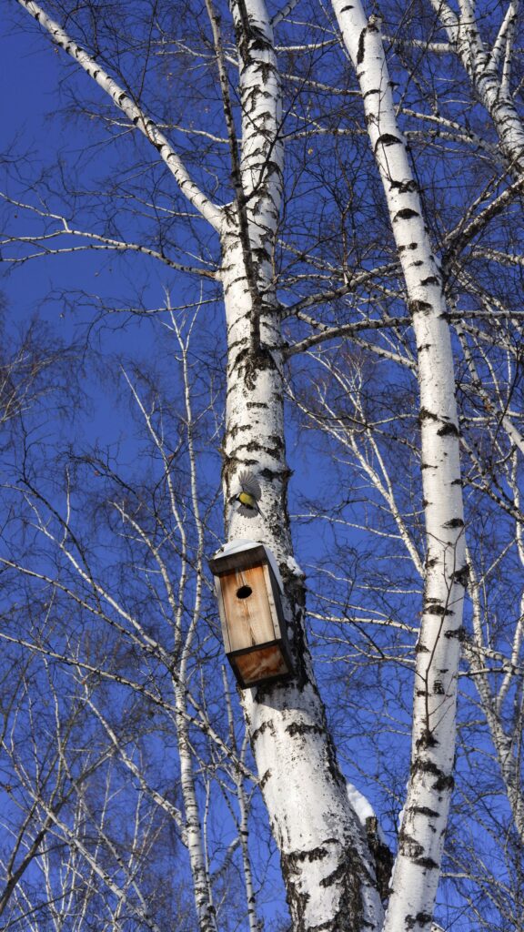 A roost box, like this one mounted high on a tree trunk, is ideal for wintering birds.