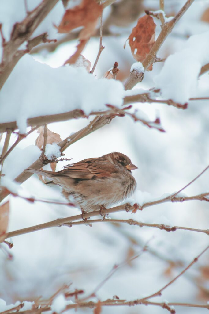 A sparrow perches on a snowy tree branch.