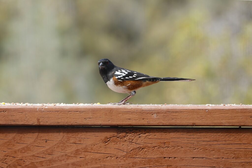 A Spotted Towhee perches on a fence, looking at the camera.