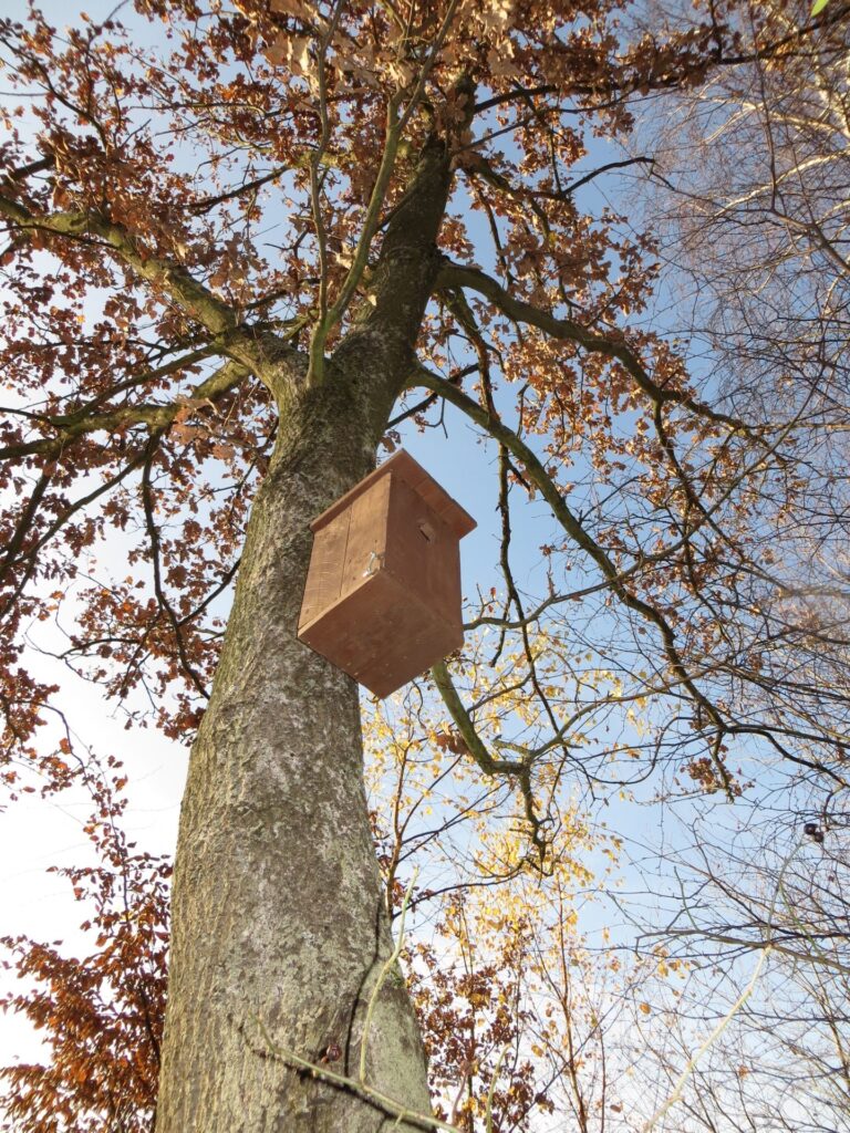 A roost box mounted high on a tree trunk to keep birds safe from predators.