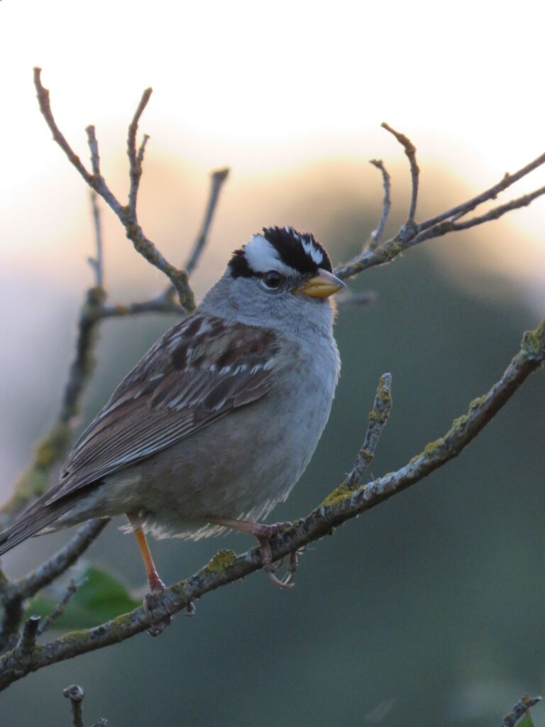 A White-crowned Sparrow ponders the setting sun.