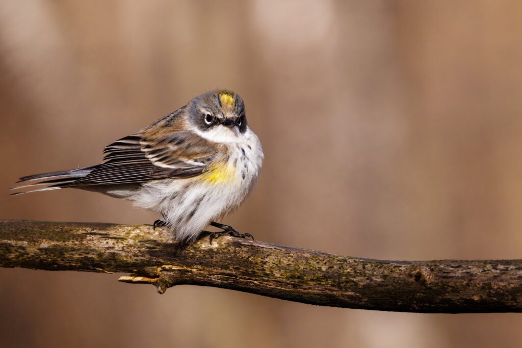 A Yellow-rumped Warbler surveys the scenery from his tree perch.