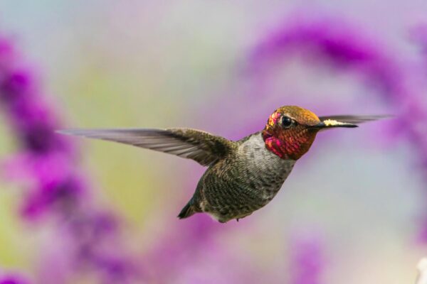 Anna's Hummingbird, like this one, is one of the birds that will be renamed by the AOS.
