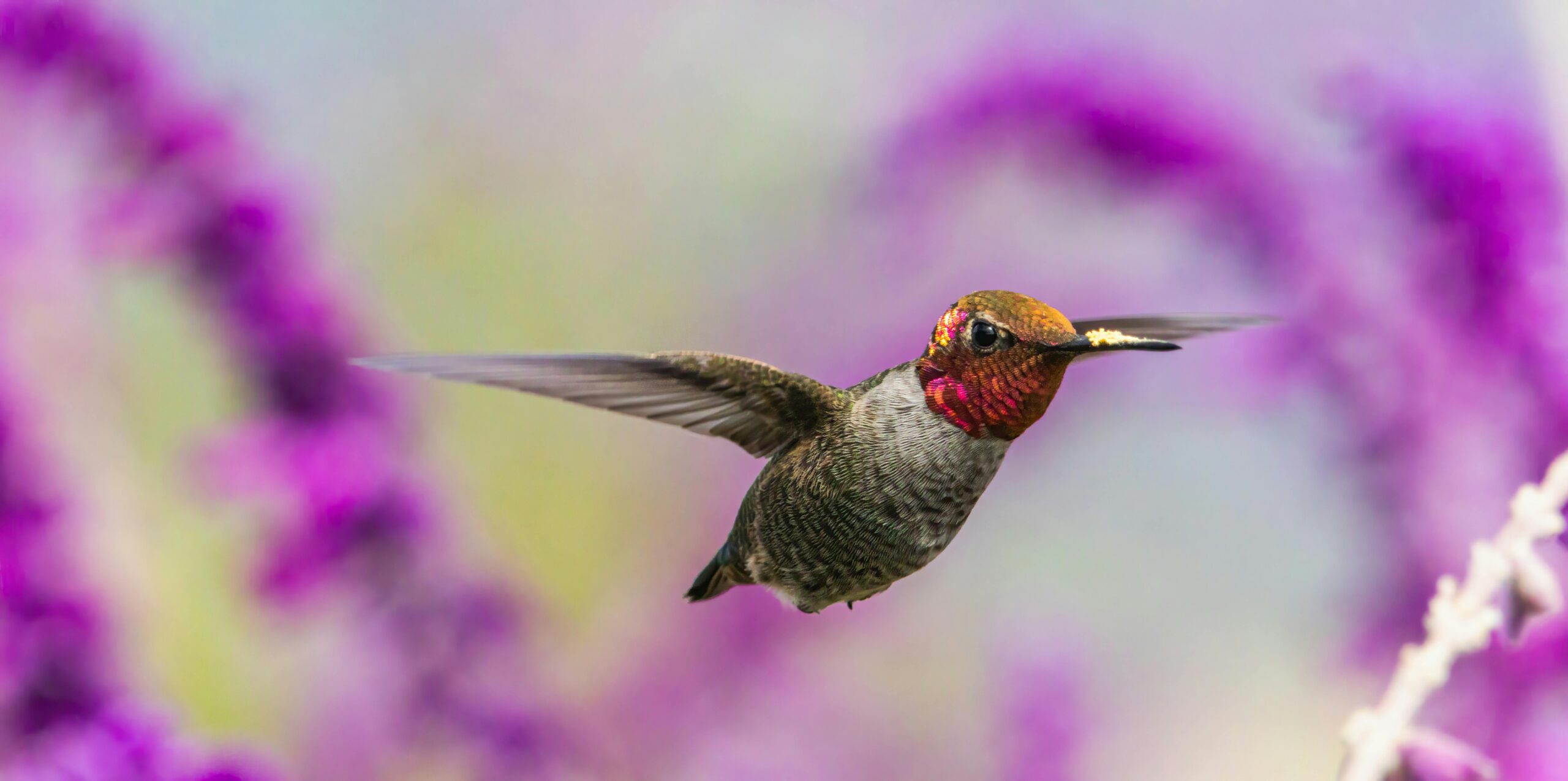 Anna's Hummingbird, like this one, is one of the birds that will be renamed by the AOS.