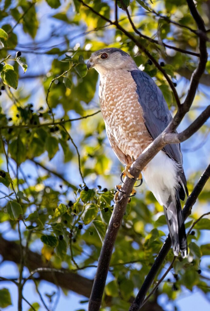 Cooper's Hawks, like this one pictured perched on a tree branch, are one of the birds that will be renamed.
