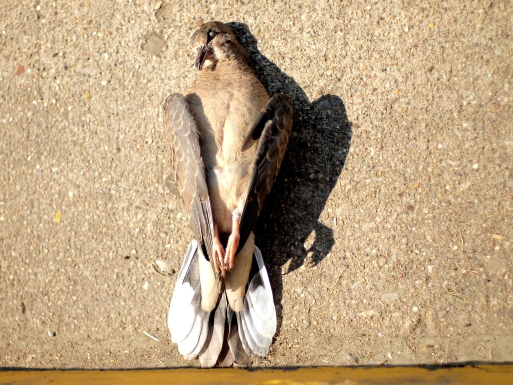A dead bird lies on a concrete ground.