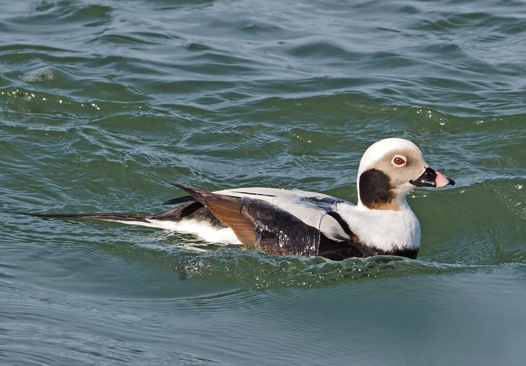 The Long-tailed Duck, previously known by the problematic moniker Oldsquaw.