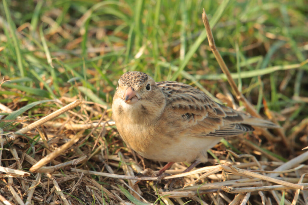 The Thick-billed Longspur, pictured here, was renamed from the more offensive McCown's Longspur.
