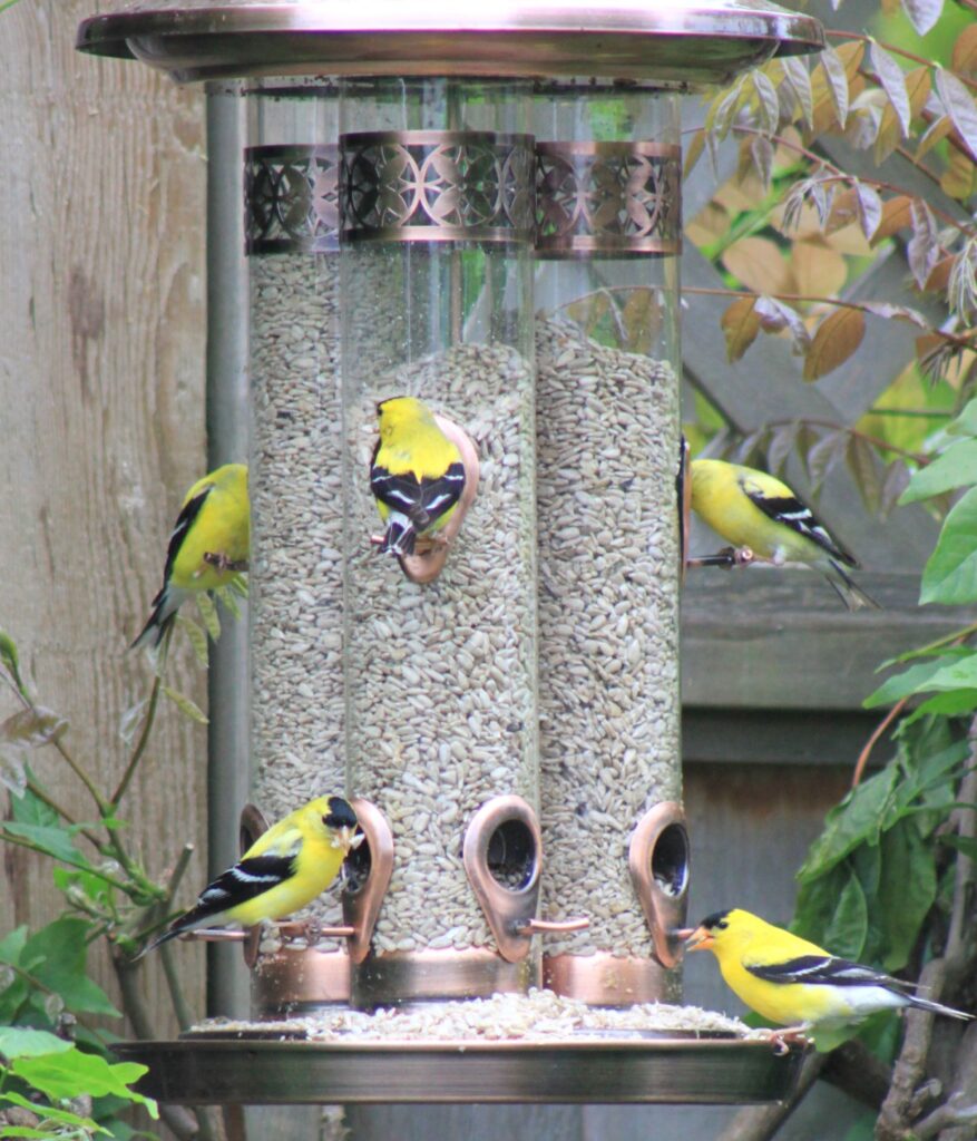 A group of American Goldfinches feed at some backyard bird feeders.