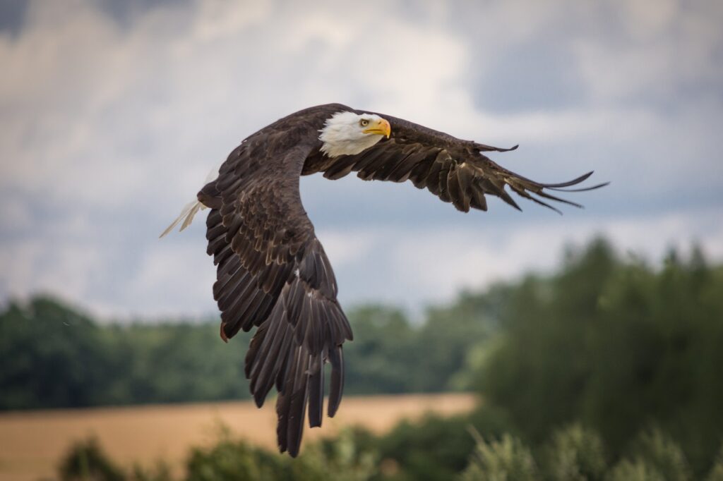 A Bald Eagle flies purposely through the air. 