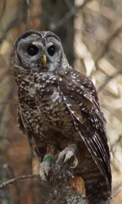 A California Spotted Owl is one of the rare birds you may be able to spot at Big Bear Lake.