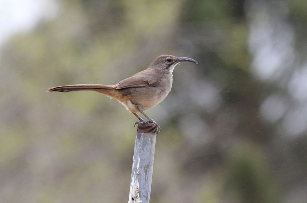 A California Thrasher, like this one shown in profile, has a curved beak that makes it easy to scoop up insects.