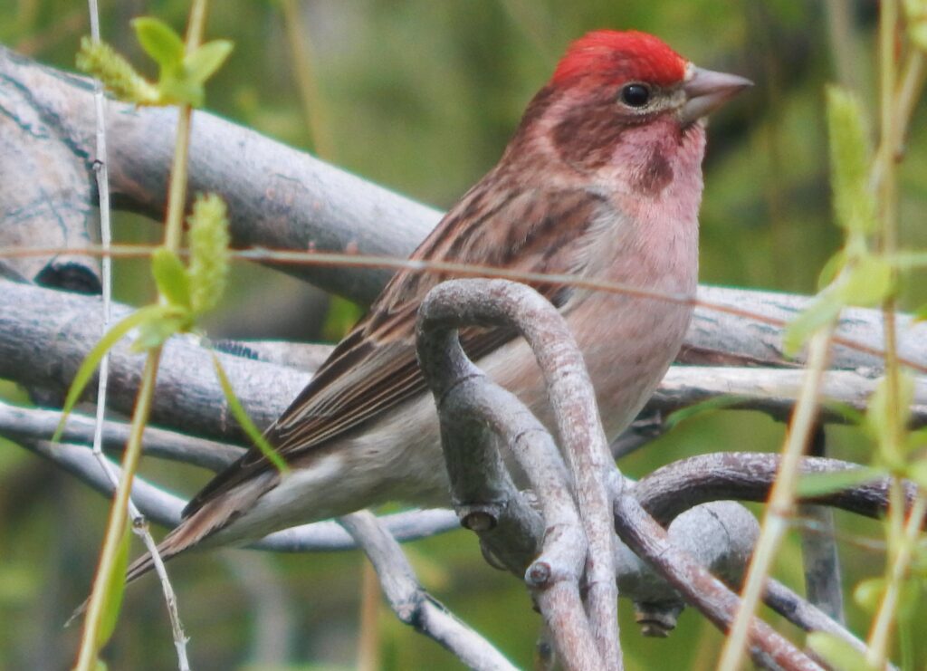 This Cassin's Finch is another in the long list of rare birds found at Big Bear Lake.