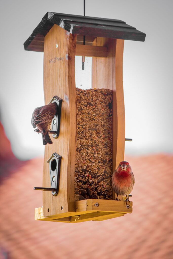House finches feed at a wooden bird feeder filled with a seed mix.