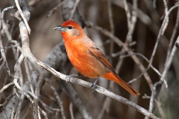 The Hepatic Tanager, shown here, is one rare bird you can find at Big Bear Lake.